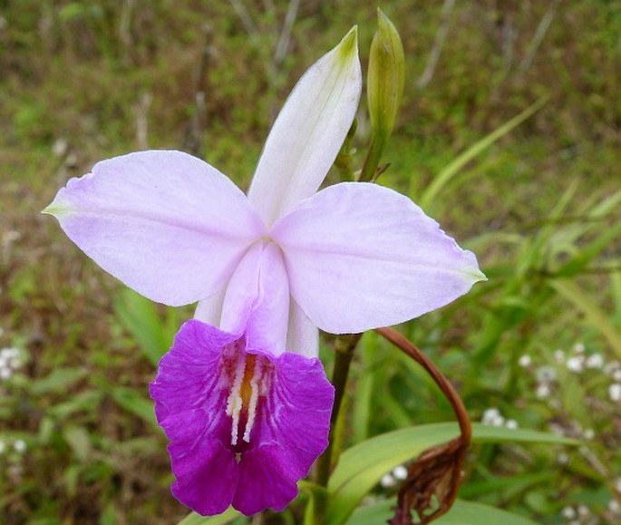 ARUNDINA GRAMINIFOLIA (D. Don) Hochr.