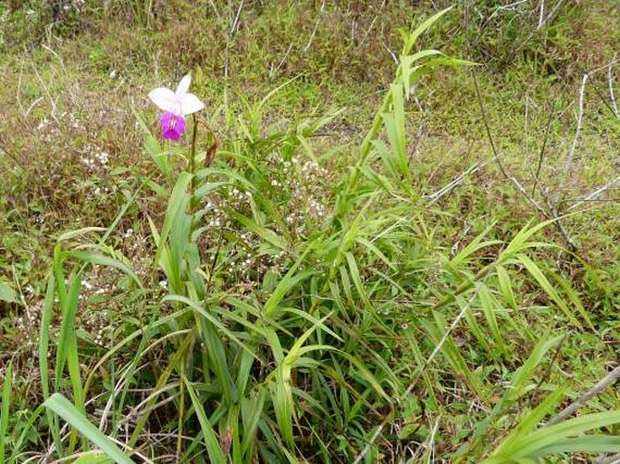 Arundina graminifolia