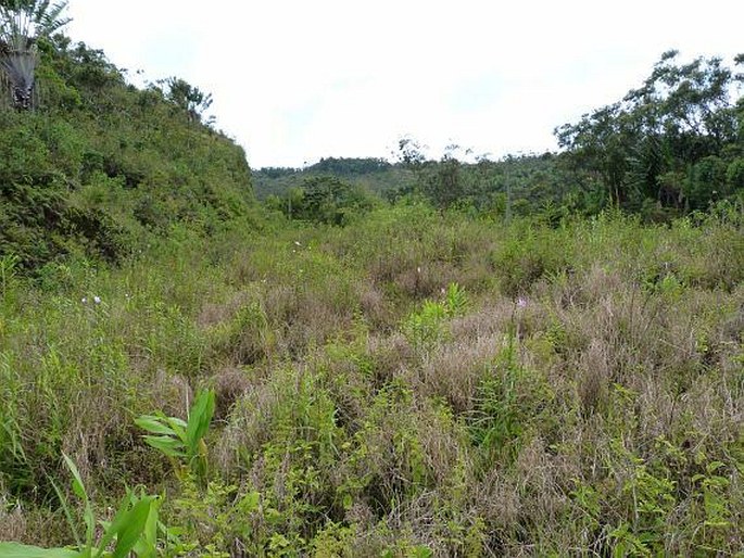 Arundina graminifolia