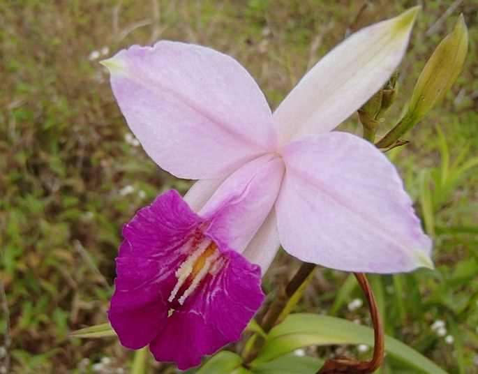 Arundina graminifolia