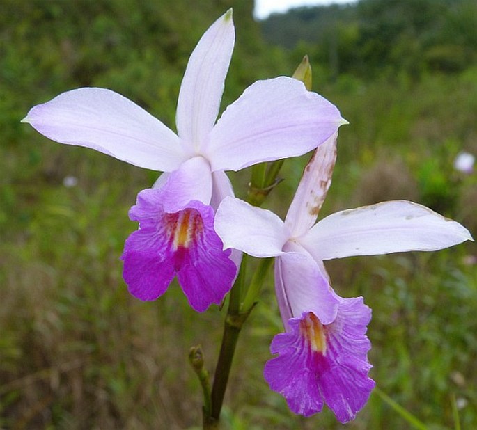 Arundina graminifolia