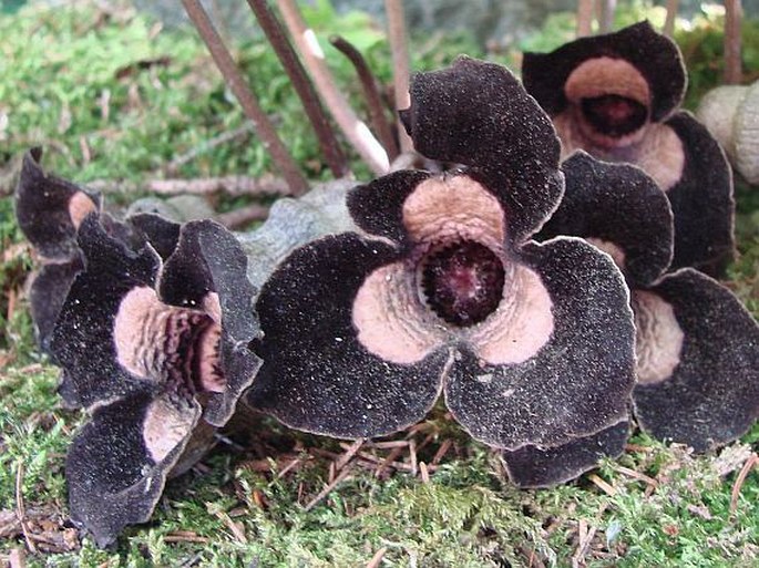 Asarum magnificum