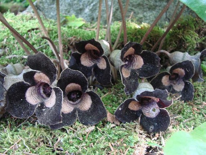 Asarum magnificum