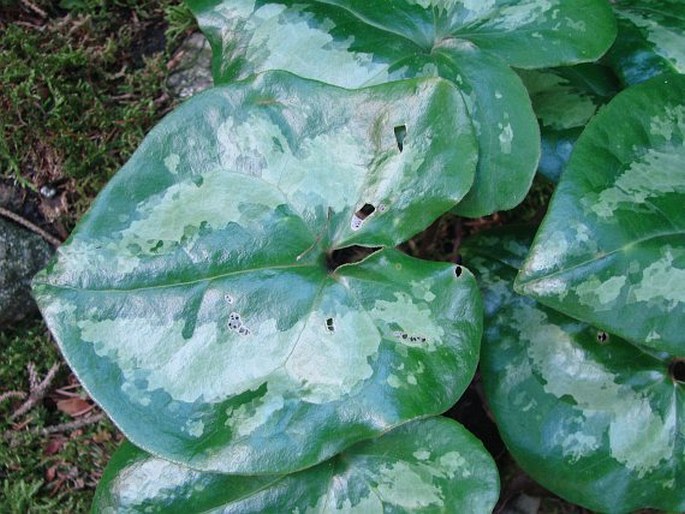 Asarum magnificum