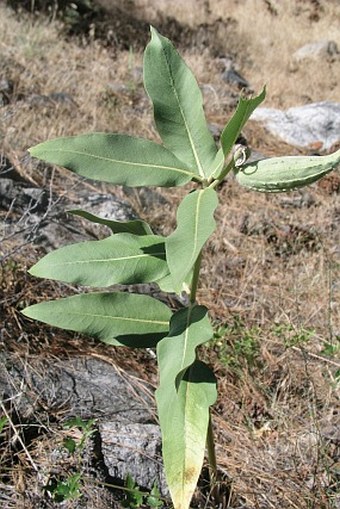 Asclepias speciosa