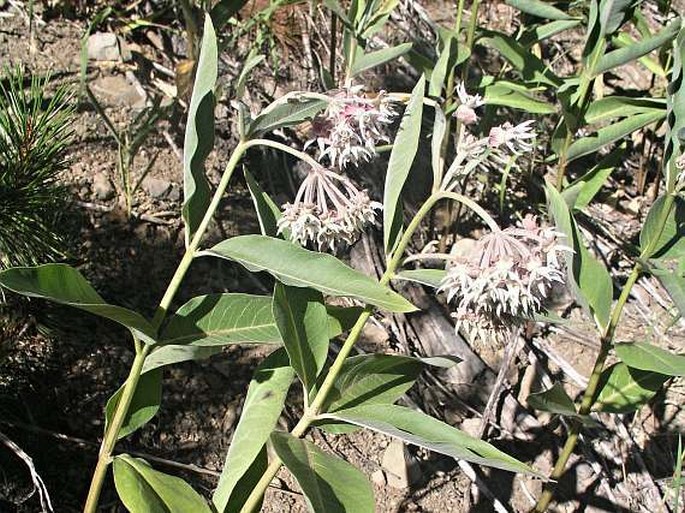 Asclepias speciosa