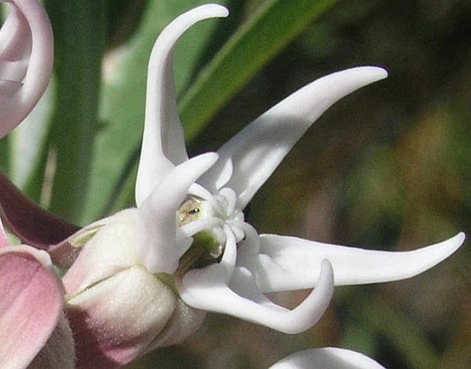 Asclepias speciosa