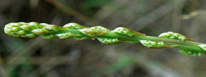 Asparagus acutifolius