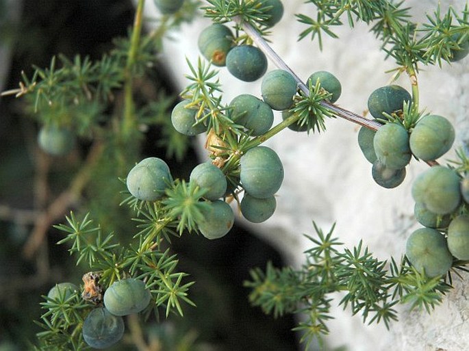 Asparagus acutifolius