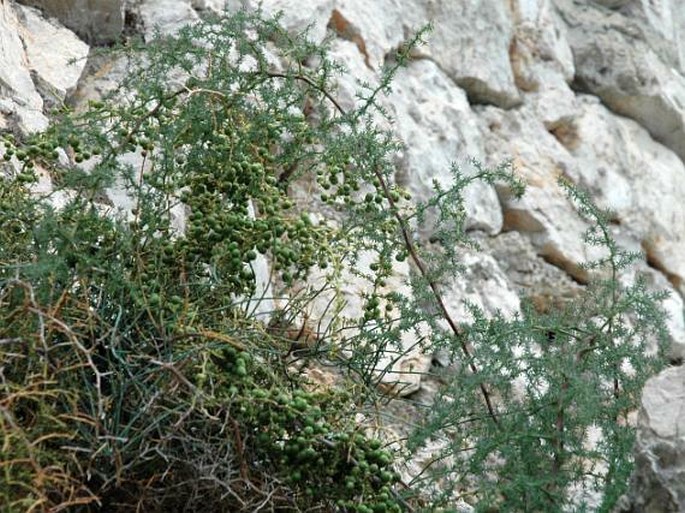 Asparagus acutifolius