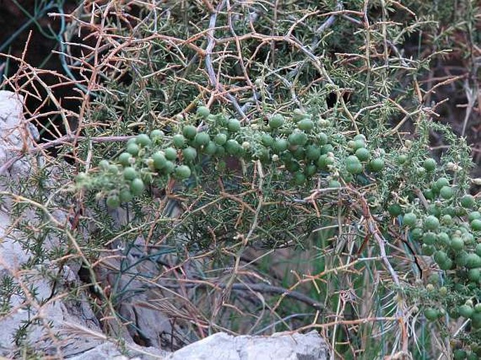 Asparagus acutifolius