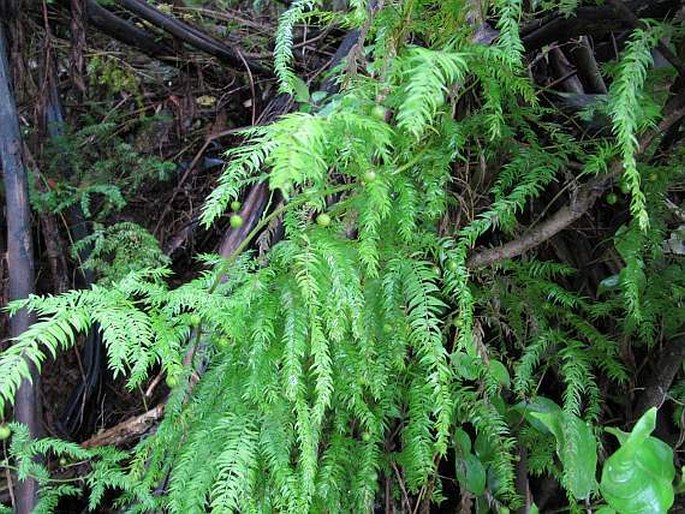 Asparagus aethiopicus