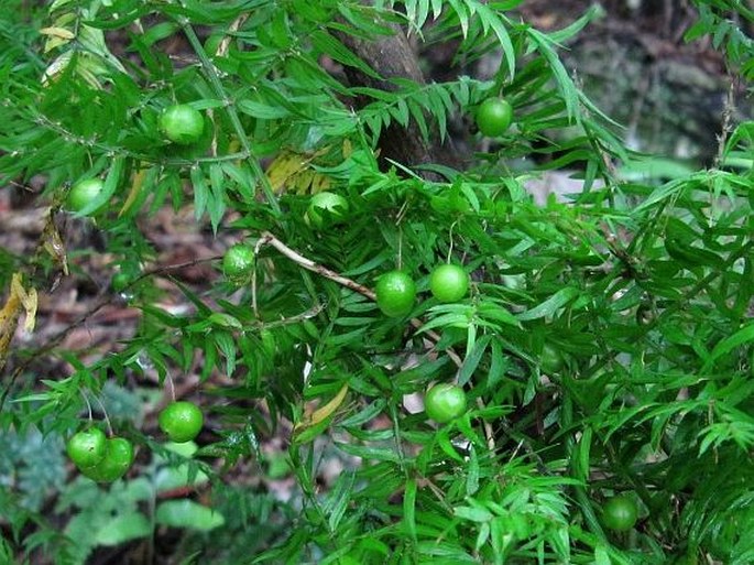 Asparagus aethiopicus