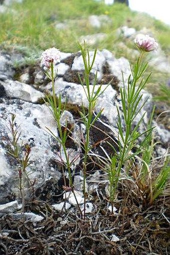 Asperula capitata