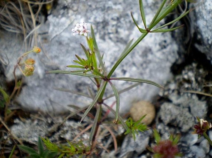 Asperula capitata