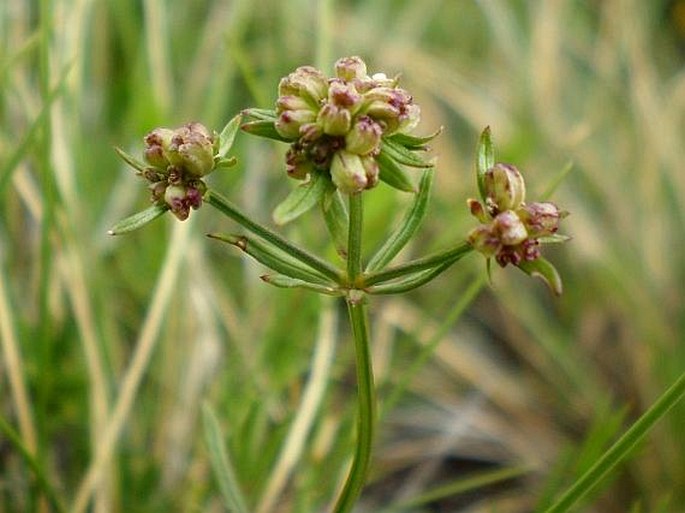 Asperula capitata