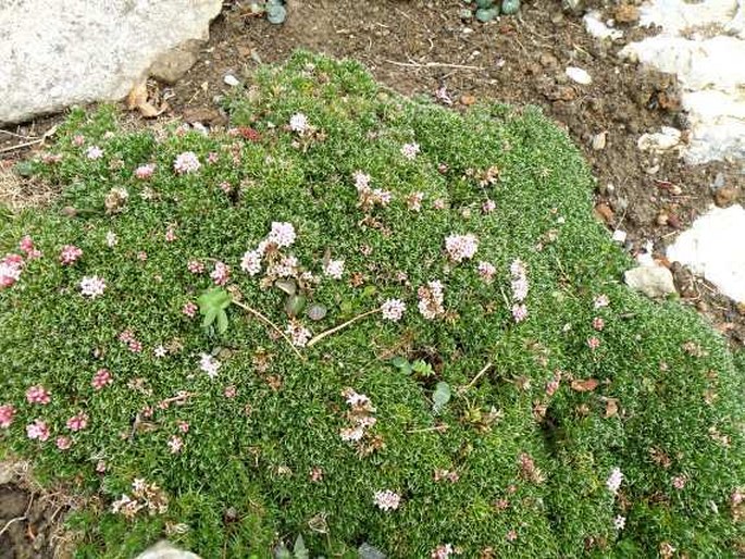 Asperula gussonei