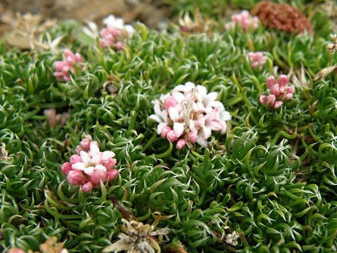 Asperula gussonei