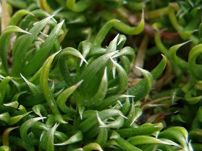 Asperula gussonei