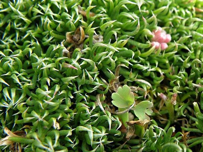 Asperula gussonei