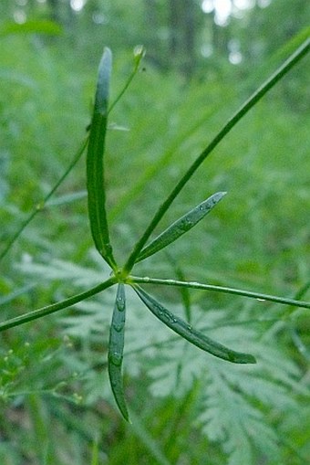 Asperula tinctoria