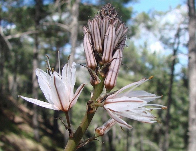 Asphodelus aestivus