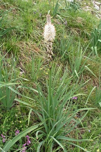 Asphodelus albus