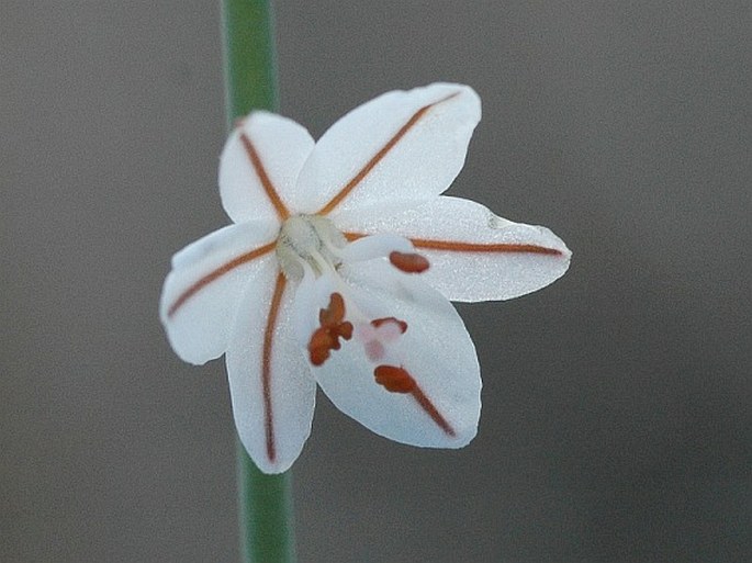 ASPHODELUS FISTULOSUS L. – kopíčko