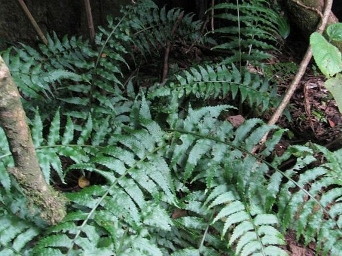 Asplenium anisophyllum var. boltonii