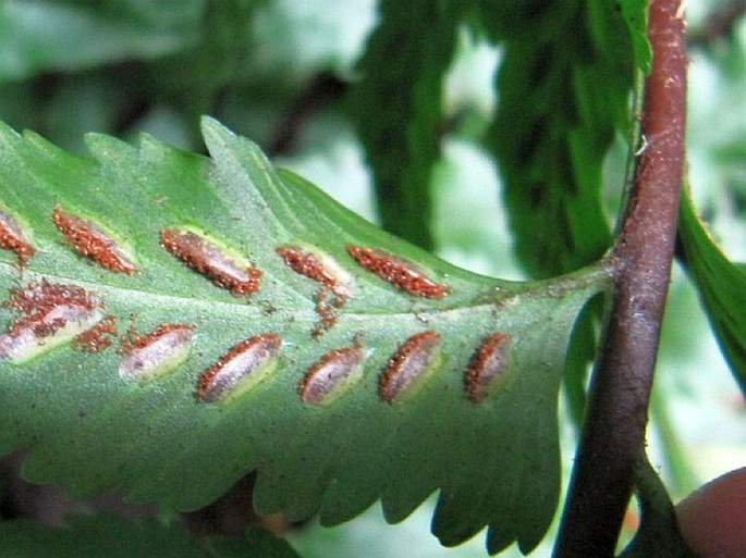 Asplenium anisophyllum var. boltonii