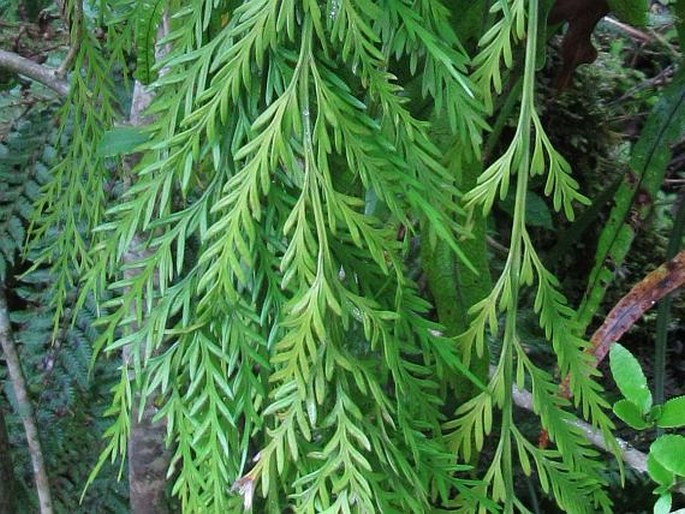 Asplenium flaccidum