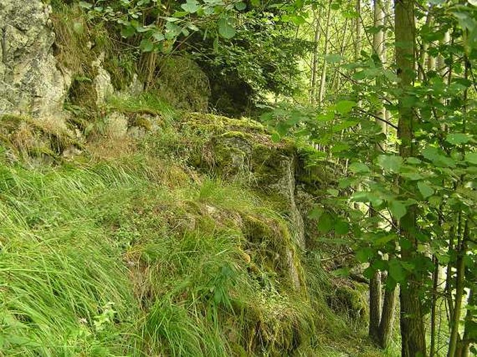 Asplenium ×alternifolium