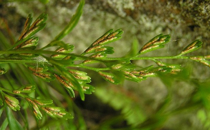 Asplenium ×alternifolium