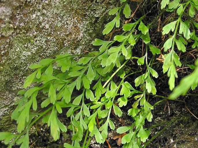 Asplenium ×alternifolium