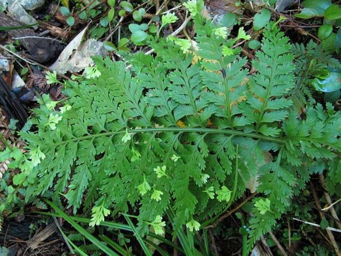 Asplenium bulbiferum