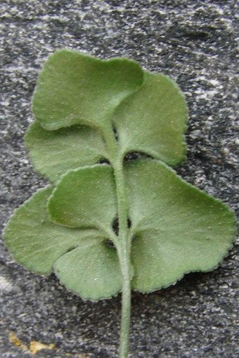 Asplenium ruta-muraria