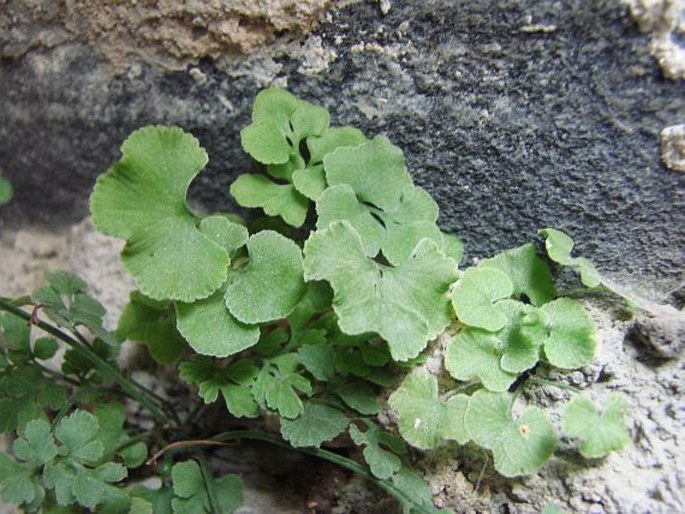 Asplenium ruta-muraria