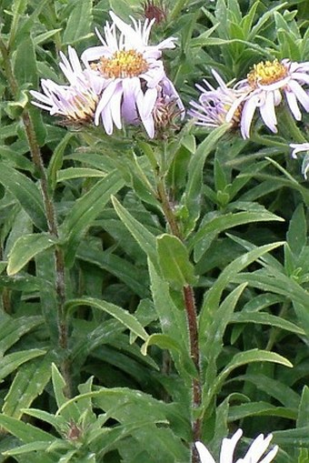 Aster pyrenaeus