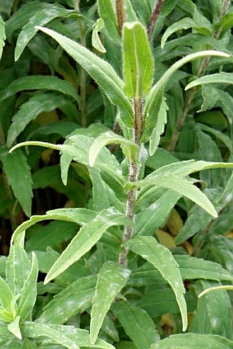 Aster pyrenaeus