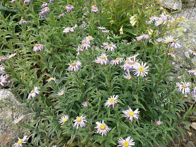 Aster pyrenaeus