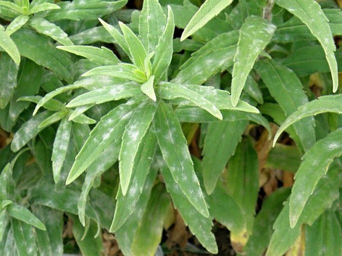 Aster pyrenaeus