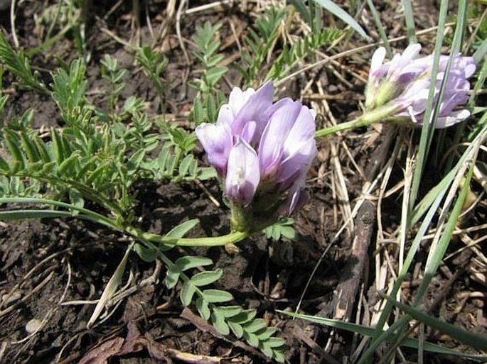 Astragalus agrestis