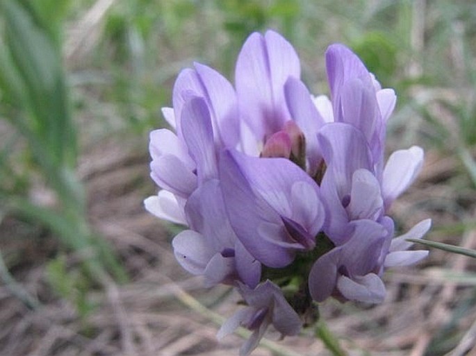 Astragalus agrestis