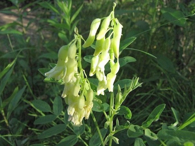 Astragalus americanus