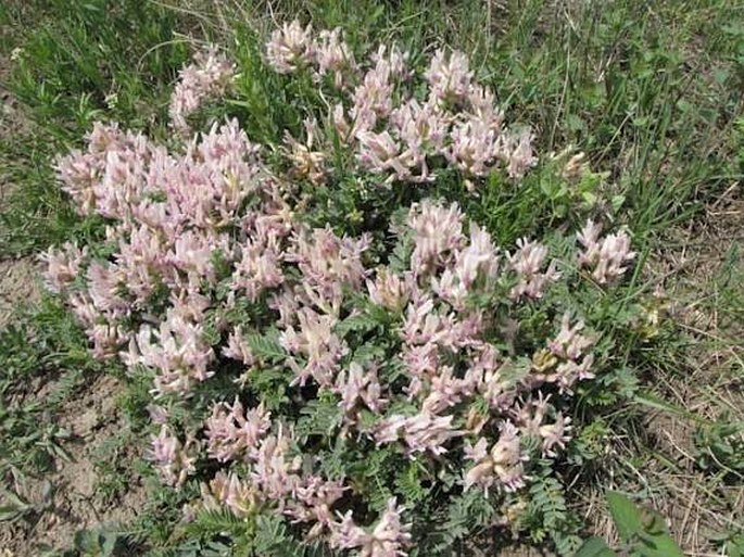 Astragalus crassicarpus