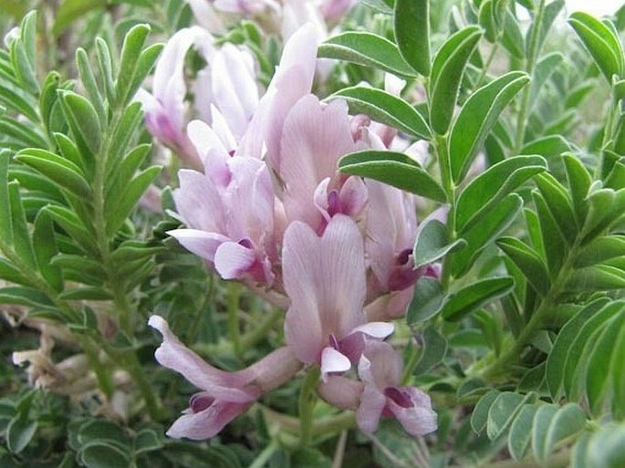 Astragalus crassicarpus