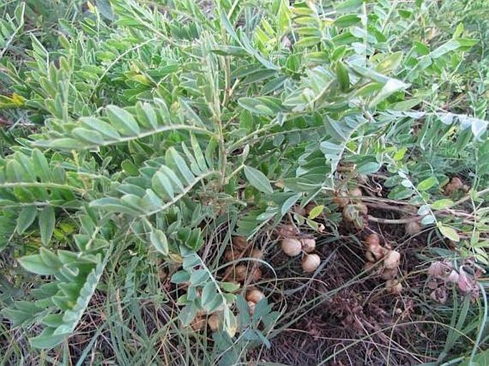 Astragalus crassicarpus