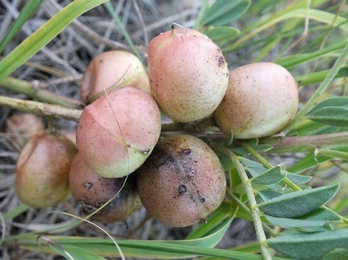 Astragalus crassicarpus