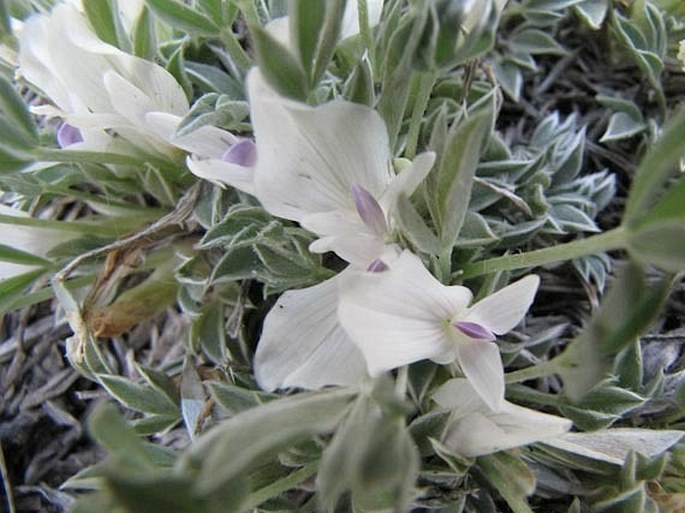 Astragalus gilviflorus