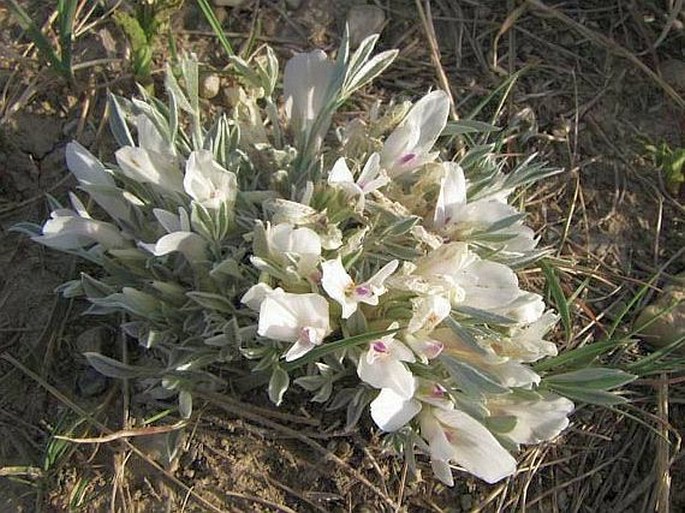 Astragalus gilviflorus